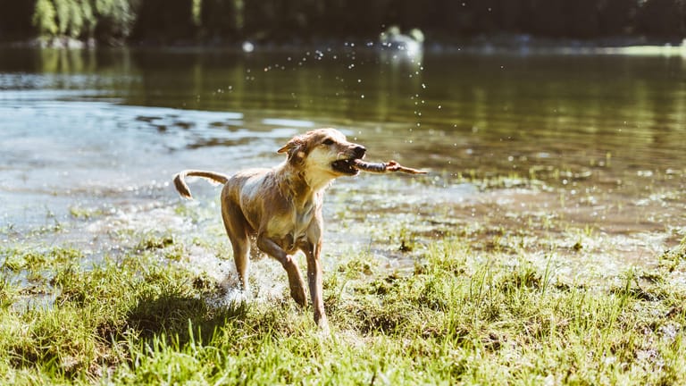 Ein spielender Hund am Wasser: In Wuppertal gibt es viele Badeseen und Flüsse, in denen auch Hunde schwimmen dürfen.