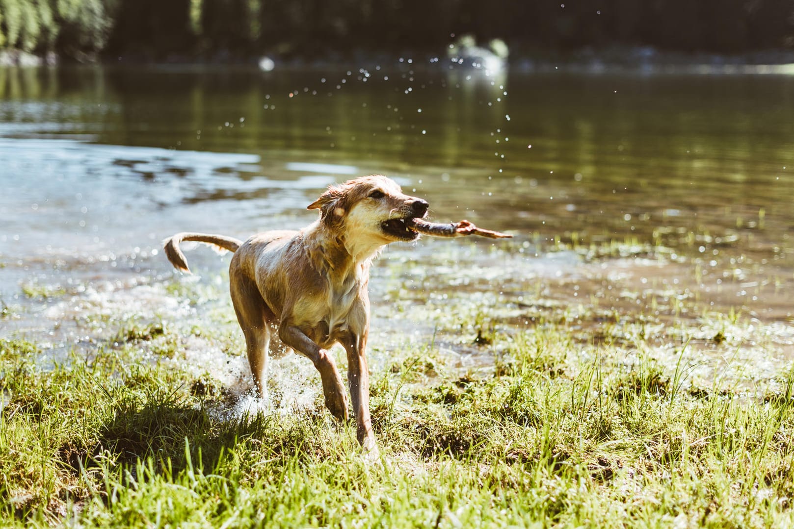 Ein spielender Hund am Wasser: In Wuppertal gibt es viele Badeseen und Flüsse, in denen auch Hunde schwimmen dürfen.