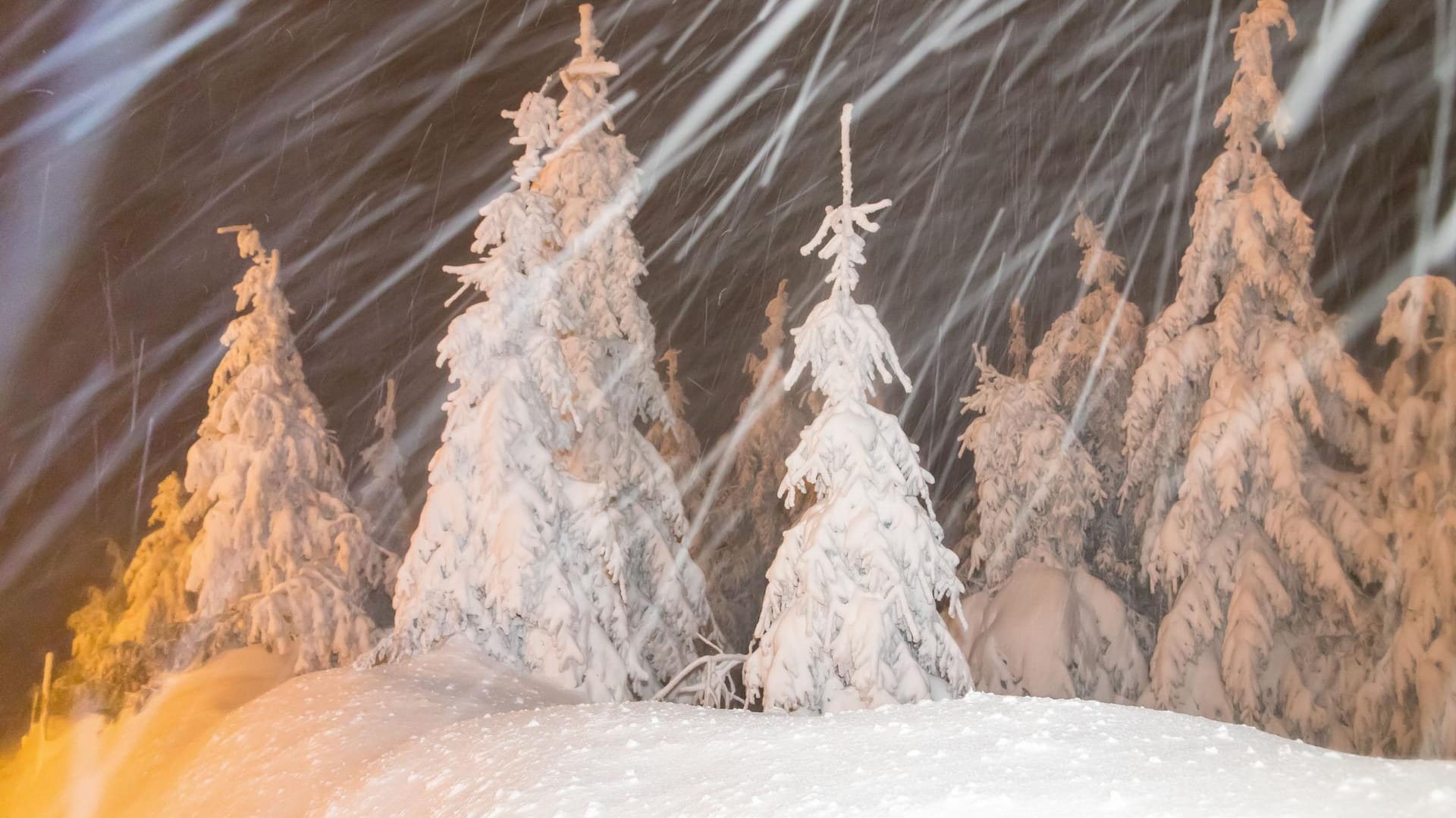 Tief verschneiter Wald im Erzgebirge: In Sachsen soll bis Donnerstag viel Schnee fallen.