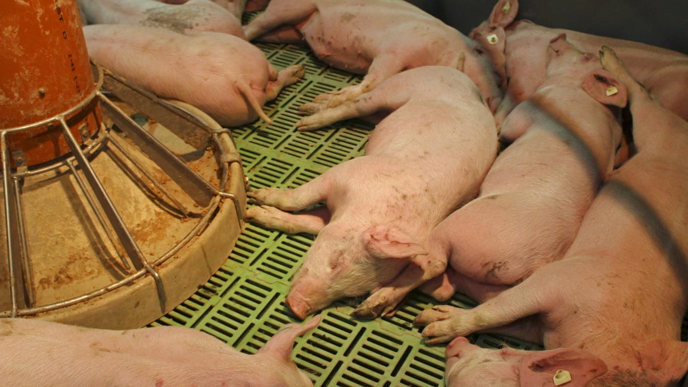 Schlafende Hausschweine in einem Mastbetrieb (Symboldbild): Hunderte Ferkel wie diese starben nach einem Einbruch.
