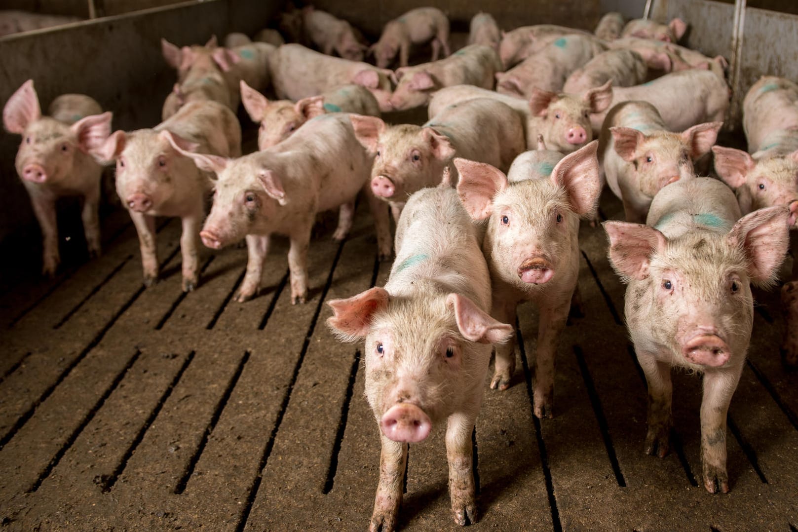 Schweine im Stall: Verbraucher legen immer mehr Wert auf tiergerechte Haltung.