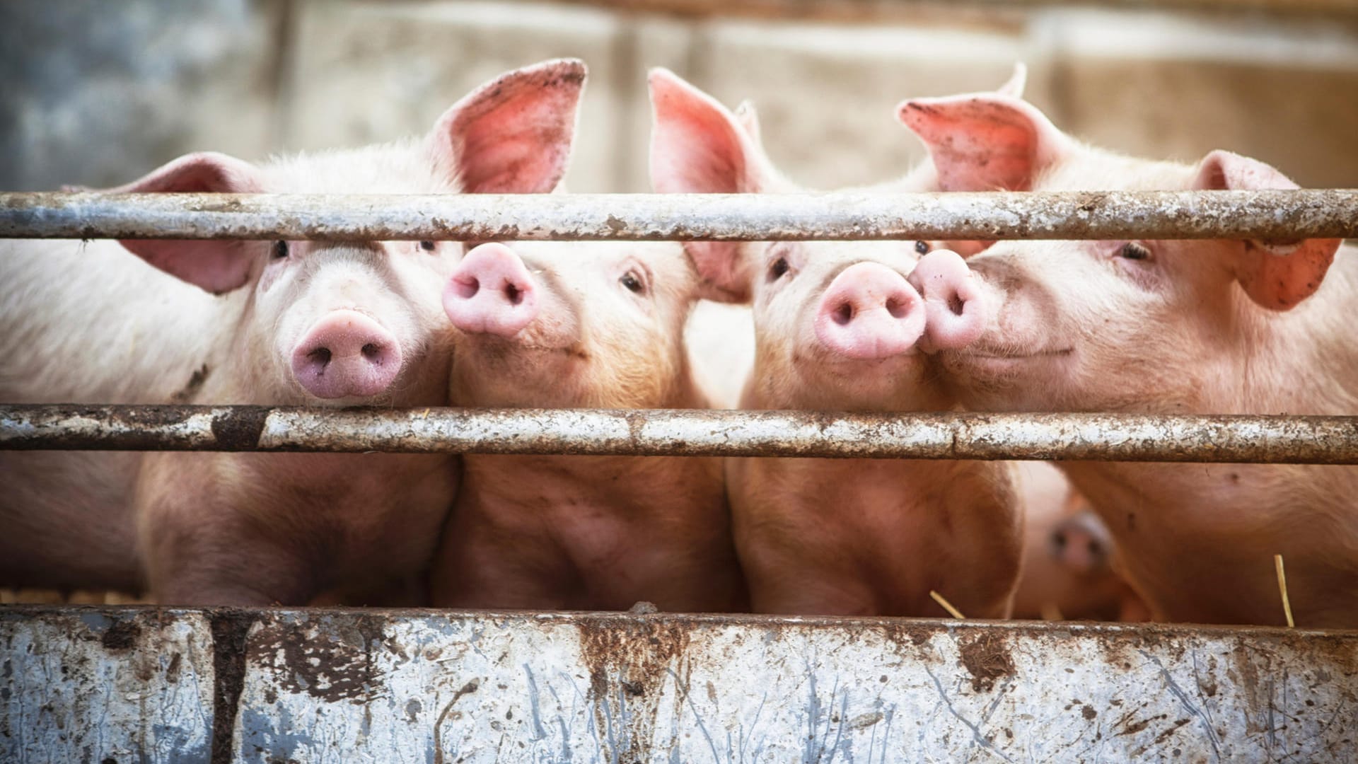 Schweine: Das Tierwohllabel soll Auskunft über die Haltung von Tieren geben.