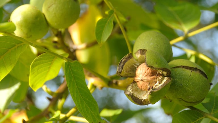 Walnussbaum: Reif werden die Nüsse erst spät im Jahr. Meist beginnt die Erntezeit Ende September.