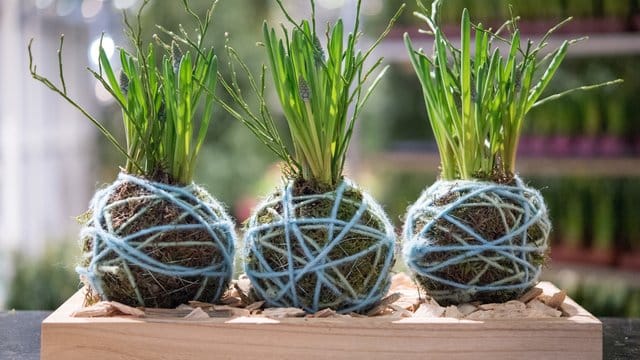 Ungewöhnliche Optik: Kokedama heißt eine Anbautechnik für Zimmerpflanzen aus Japan.