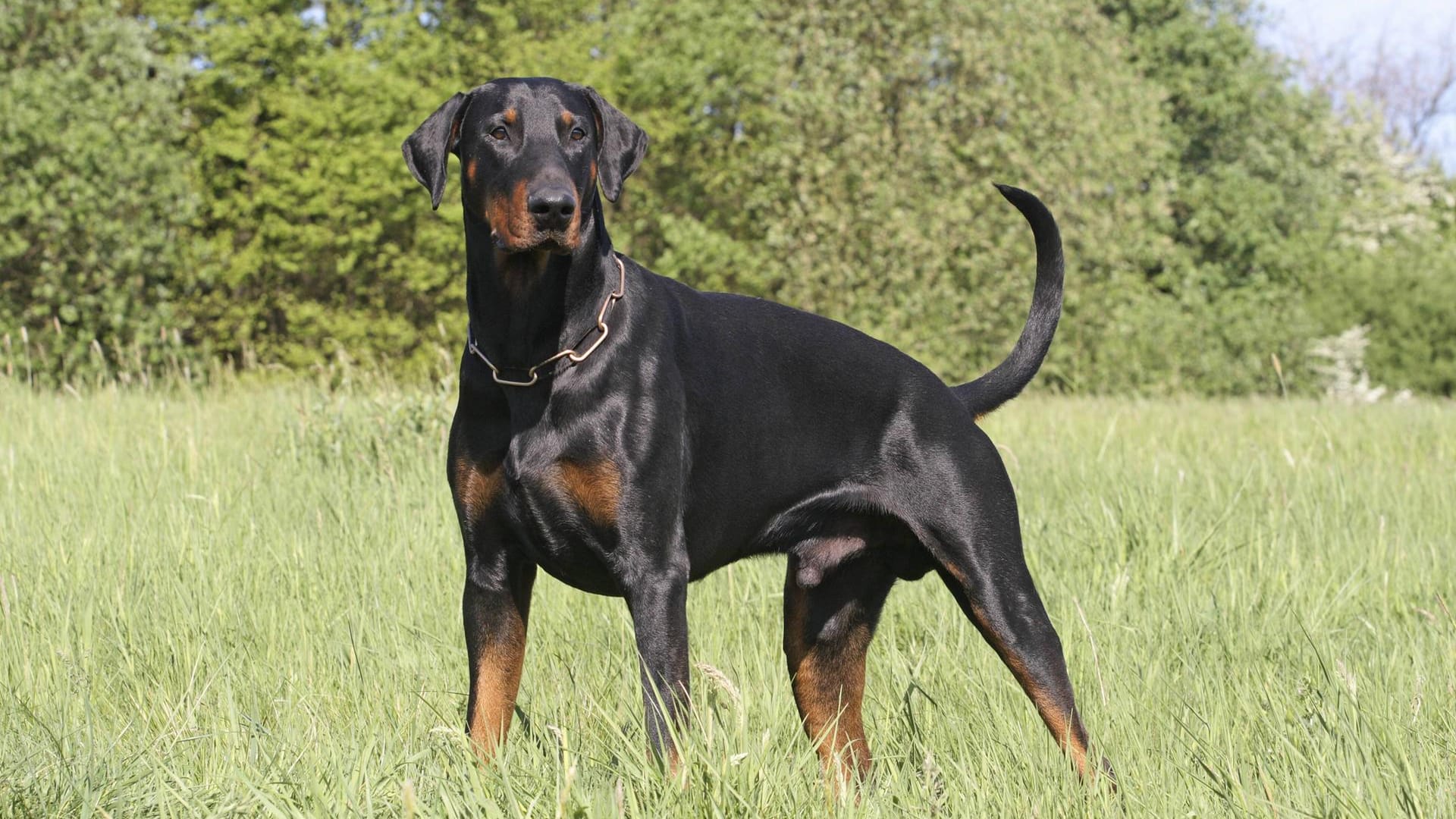 Dobermann: Als Wachhunde eignen sich große Hunderassen, deren Erscheinungsbild abschreckend auf Eindringlinge wirken kann.