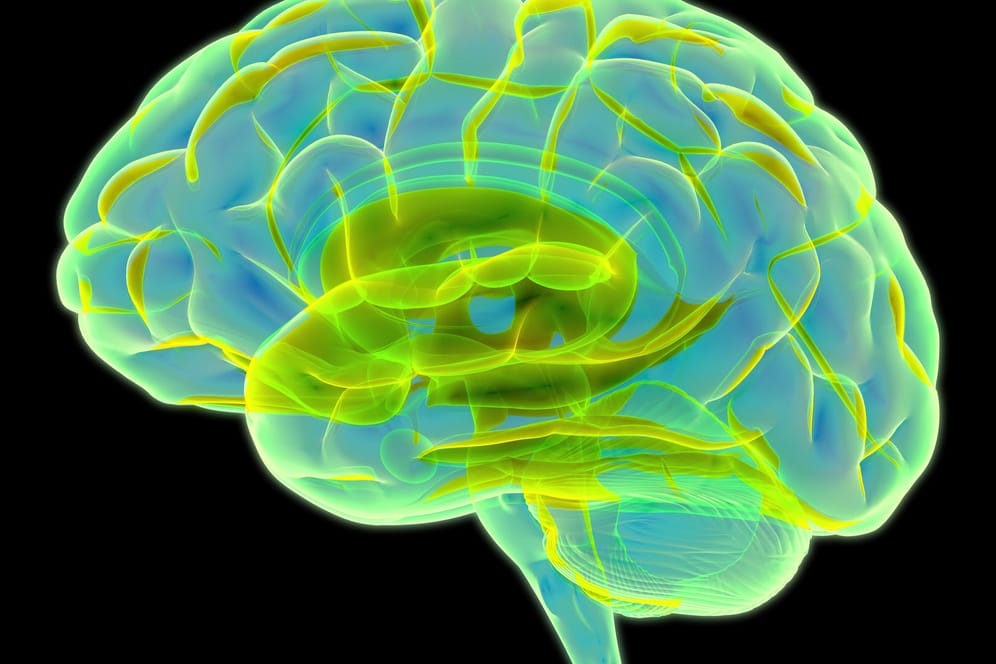 Abbildung eines Gehirns: Kann sich starkes Übergewicht negativ auf das Gehirn auswirken? Das hat eine britische Studie untersucht.