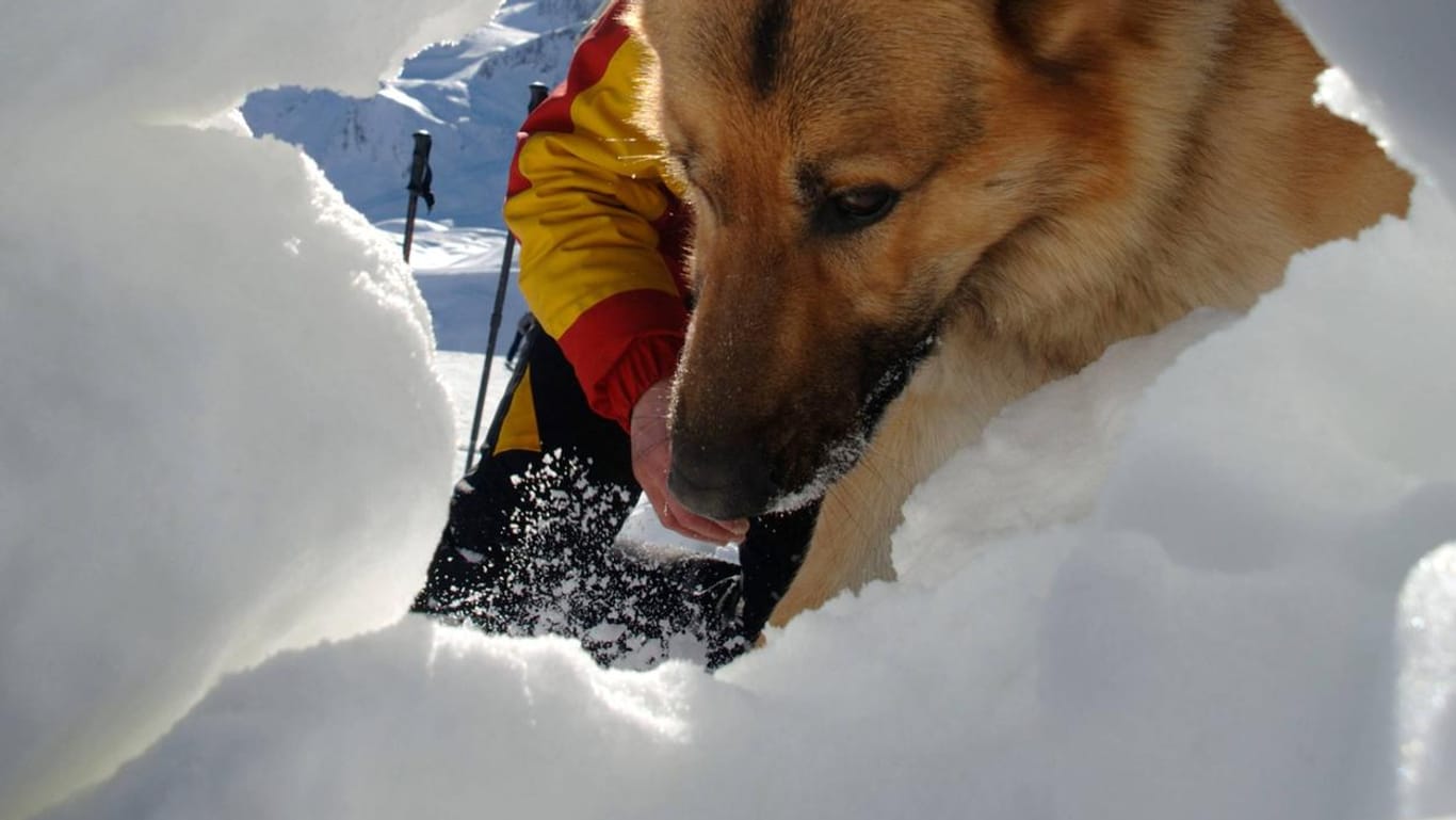 Ein Lawinensuchhund im Einsatz: Für die Bergretter ist der beste Freund des Menschen auch das beste Instrument, um Verschüttete in den Schneemassen zu finden und zu bergen.