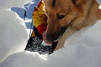 Ein Lawinensuchhund im Einsatz: Für die Bergretter ist der beste Freund des Menschen auch das beste Instrument, um Verschüttete in den Schneemassen zu finden und zu bergen.