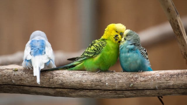 Wellensittiche sitzen in einem Gehege auf dem Gelände der Landesgartenschau. Wellensittiche sitzen in einem Gehege auf dem Gelände der Landesgartenschau.