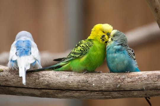 Wellensittiche sitzen in einem Gehege auf dem Gelände der Landesgartenschau.