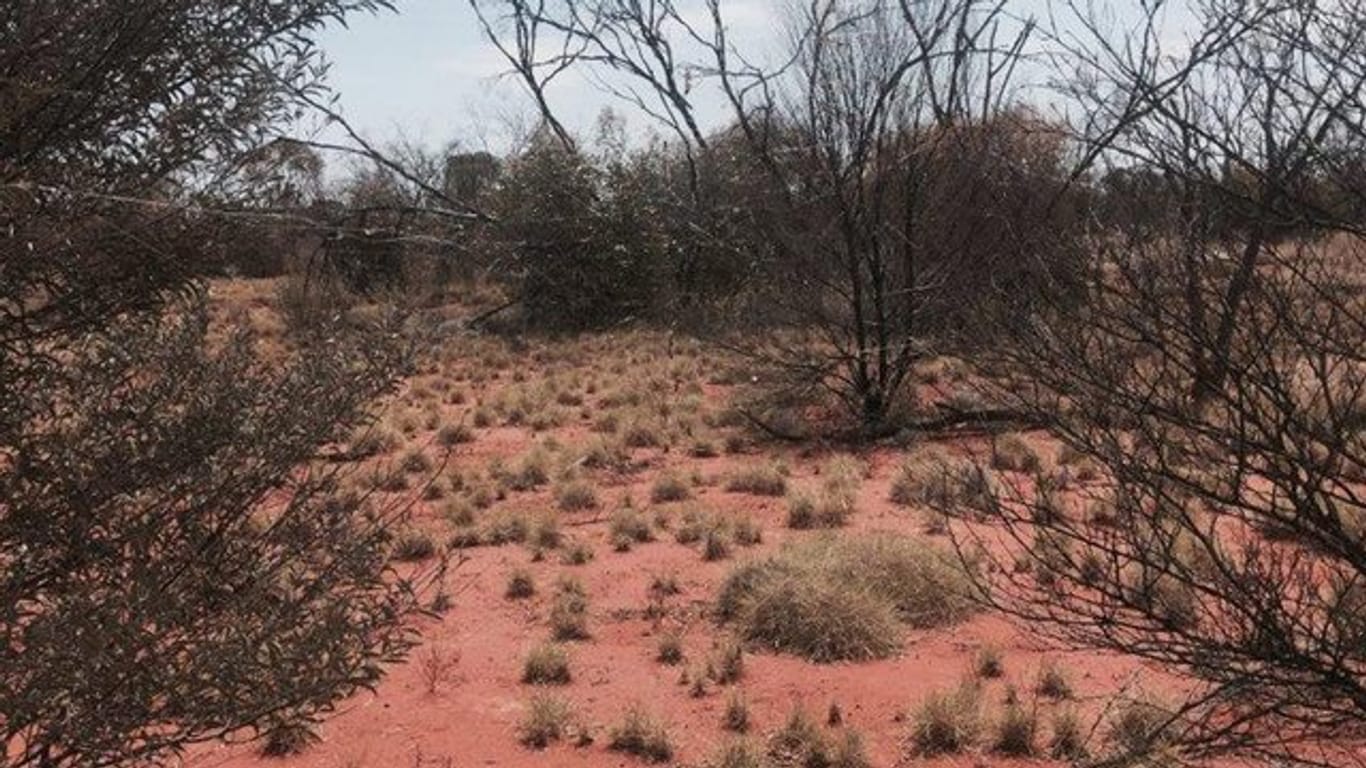 Im australischen Outback erreichen die Temperaturen tagsüber derzeit mehr als 45 Grad.