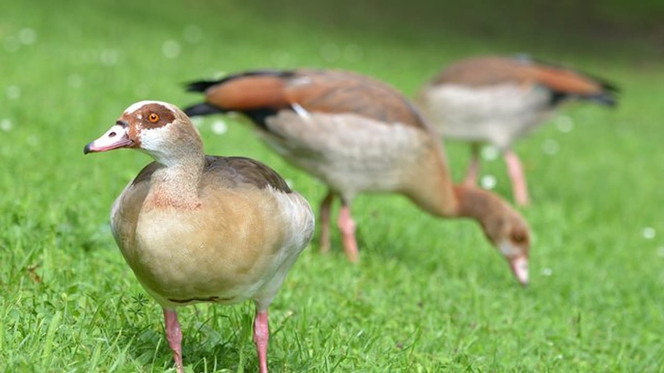 Nilgänse: Die EU hat sie auf die Liste der invasiven Arten gesetzt.