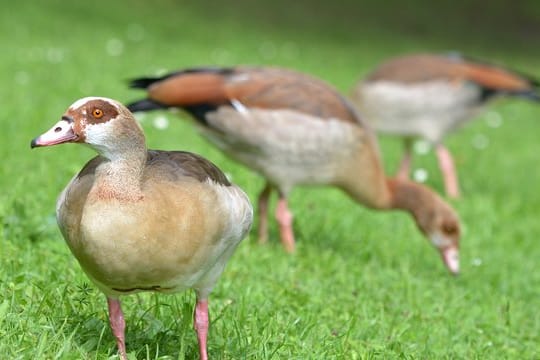 Nilgänse: Die EU hat sie auf die Liste der invasiven Arten gesetzt.