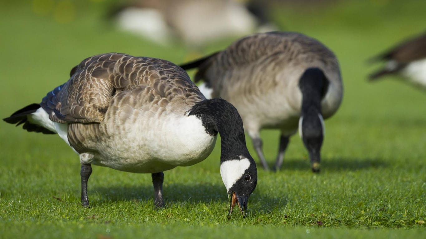 Kanadagänse: Auch die Tiere mit dem weißen Kehlfleck haben sich stark vermehrt.