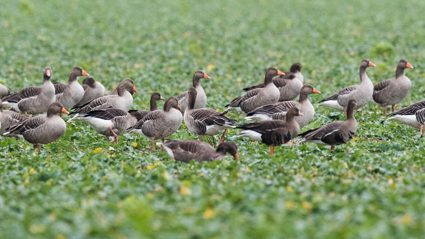 Graugänse auf einem Feld: Bauern beklagen durch die vielen Gänse erhebliche Ernteschäden.