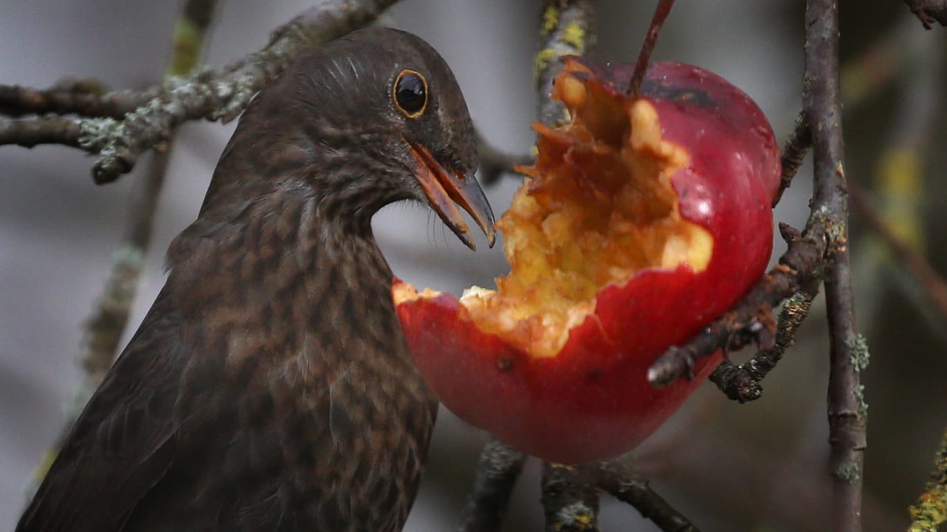 Amsel im Apfelbaum: Obst hilft manchen Vogelarten durch einen langen Winter.