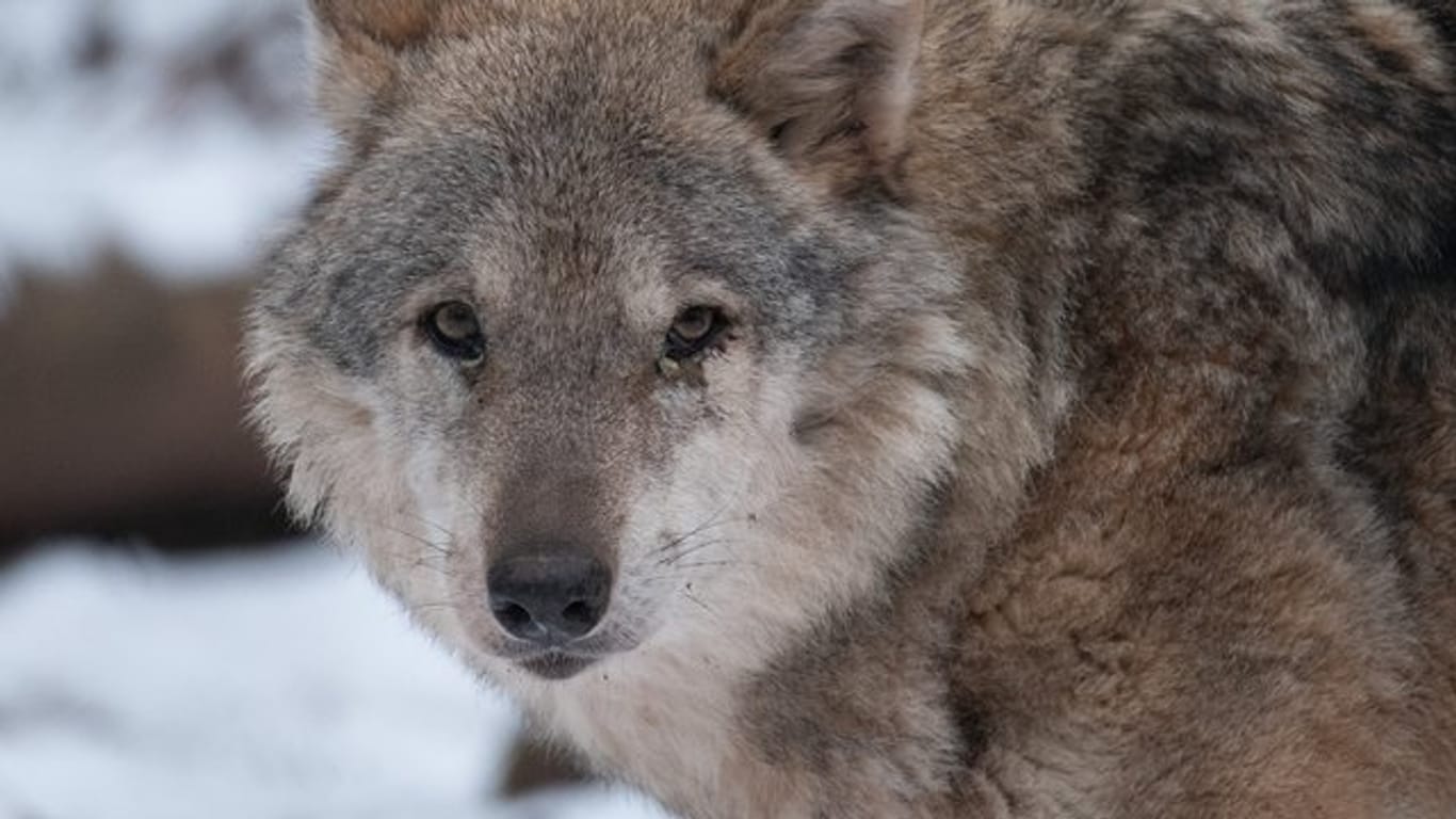 Mehr als 1000 Wölfe gibt es nach Schätzungen des Deutschen Jagdverbandes (DJV) inzwischen bundesweit.