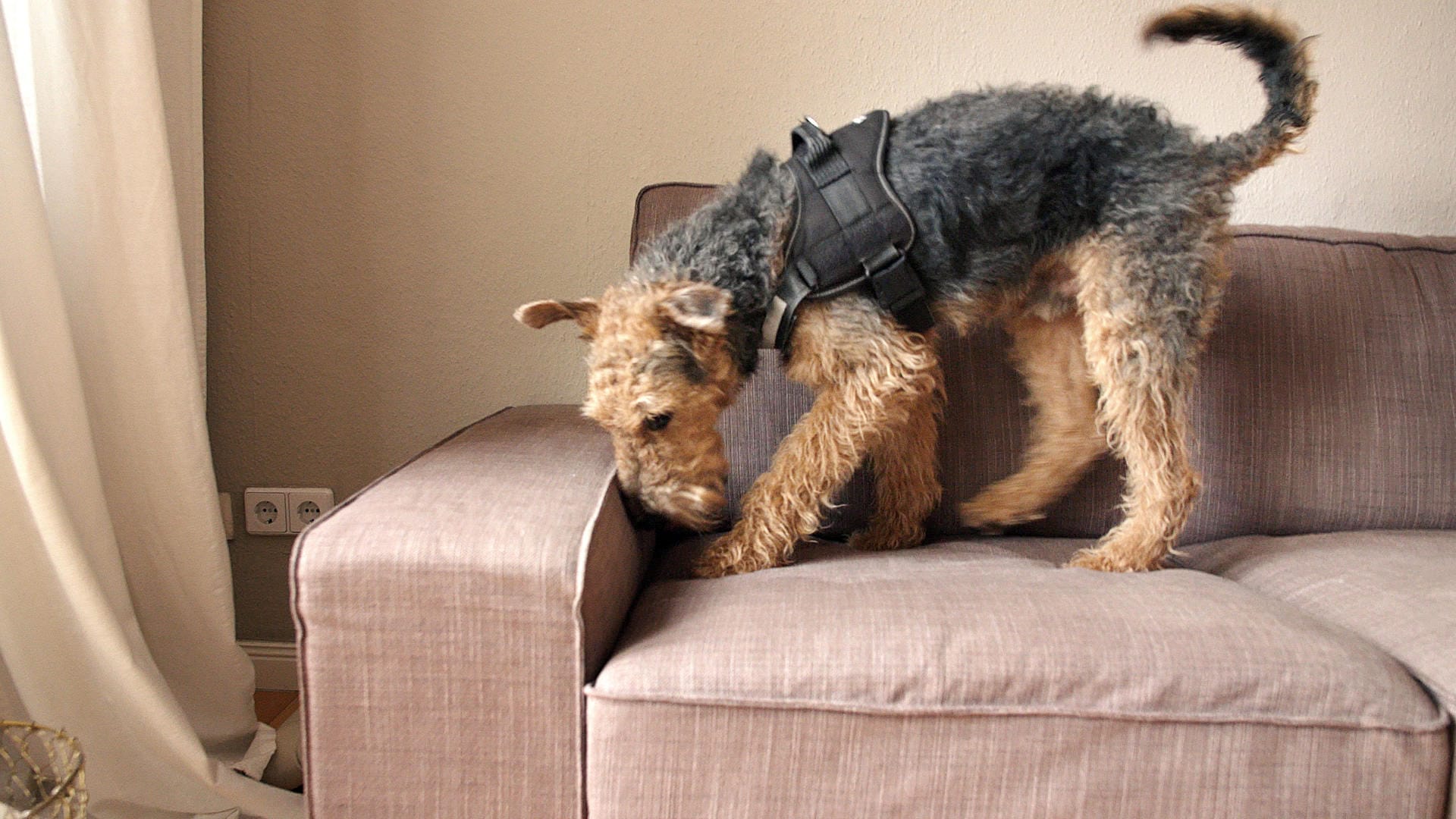 Terrier Taylor untersucht Couch: Der knapp einjährige Hund wird zum Auffinden von Bettwanzen eingesetzt.