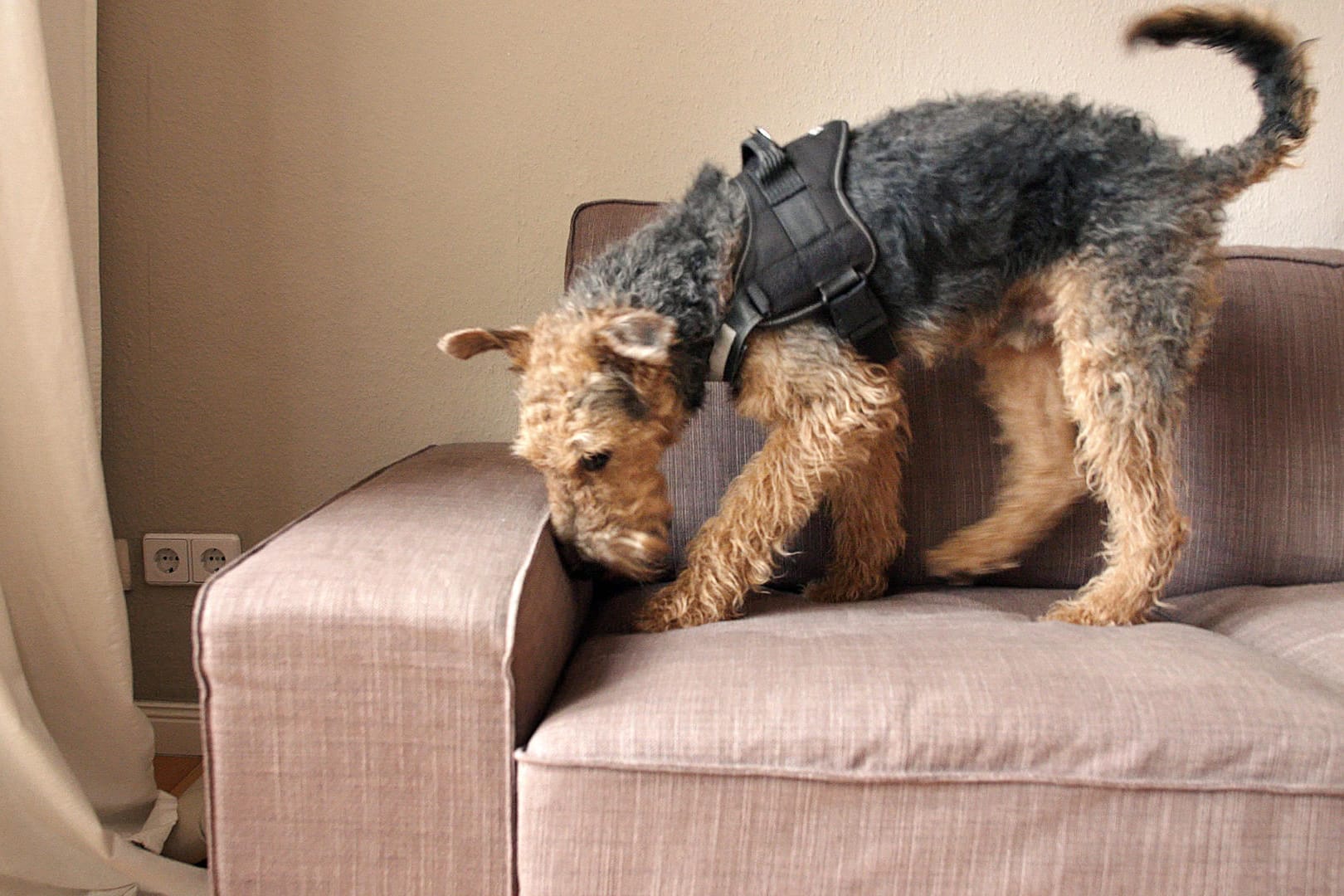 Terrier Taylor untersucht Couch: Der knapp einjährige Hund wird zum Auffinden von Bettwanzen eingesetzt.