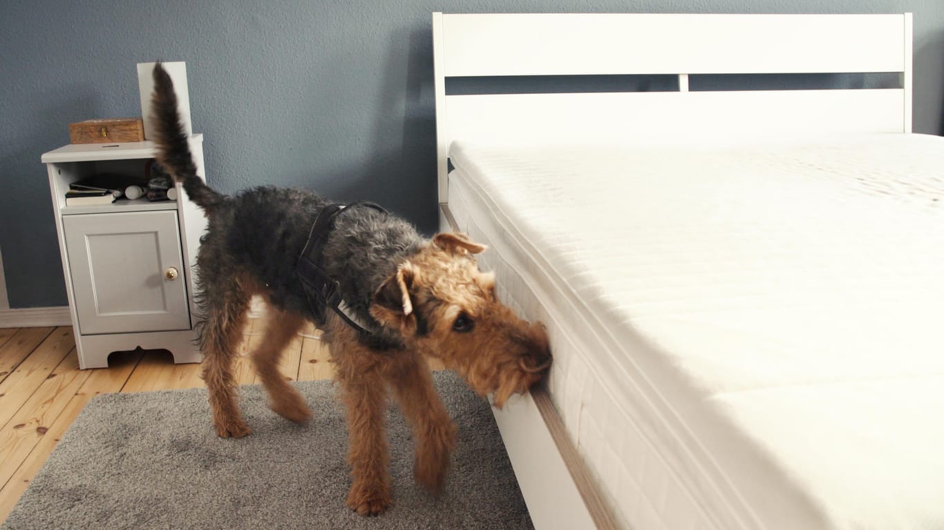 Taylor beschnüffelt die Matratze: Bettwanzen nisten sich meist im und ums Bett ein.