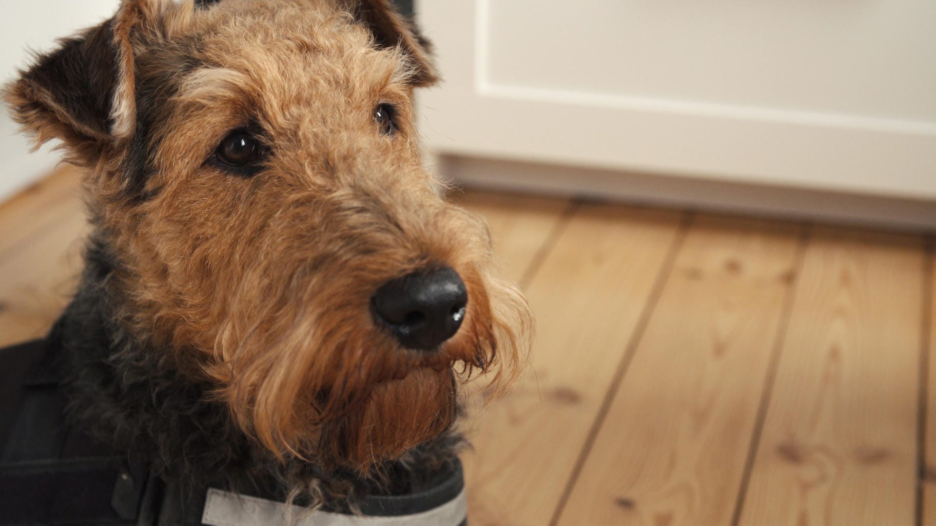 Terrier Taylor: Der Spürhund ist acht Monate lang in Baden-Baden ausgebildet worden.