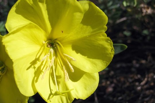 Oenothera drummondii: Die Nachtkerzenart reagiert auf Schwirrgeräusche von Bienen.