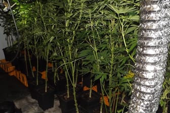 In der Wohnung des 27-Jährigen in der Innenstadt von Hagen fanden die Beamten eine professionelle Cannabis-Plantage.