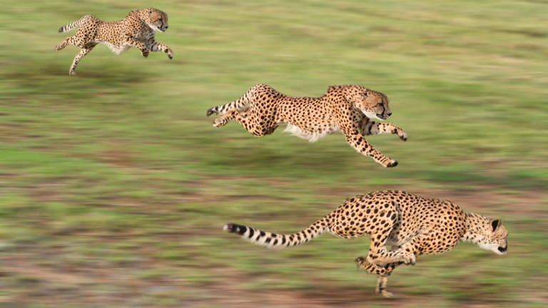 Geparden auf der Jagd