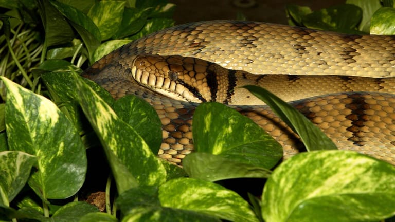 Eine Amethyst-Python (Symbolbild): Ein offenbar hungriges Exemplar dieser Würgeschlangen hat in Australien einen 14-jährigen Jungen angegriffen.