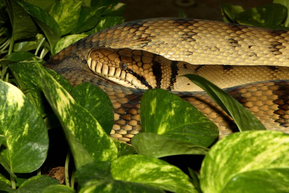 Eine Amethyst-Python (Symbolbild): Ein offenbar hungriges Exemplar dieser Würgeschlangen hat in Australien einen 14-jährigen Jungen angegriffen.
