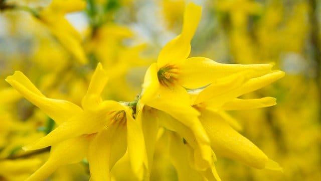 Die Blüten der Forsythie enthalten keinen Nektar, von dem sich Insekten ernähren könnten.