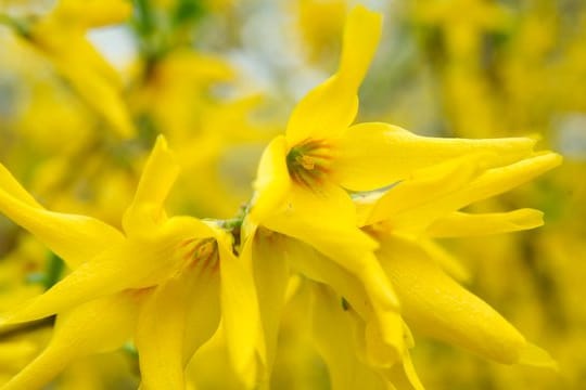 Die Blüten der Forsythie enthalten keinen Nektar, von dem sich Insekten ernähren könnten.