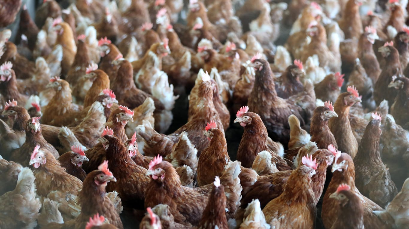 Hühner in der Massentierhaltung: Die Landwirtschaft sei laut Studie für rund 45 Prozent der Feinstaub-Belastung verantwortlich.