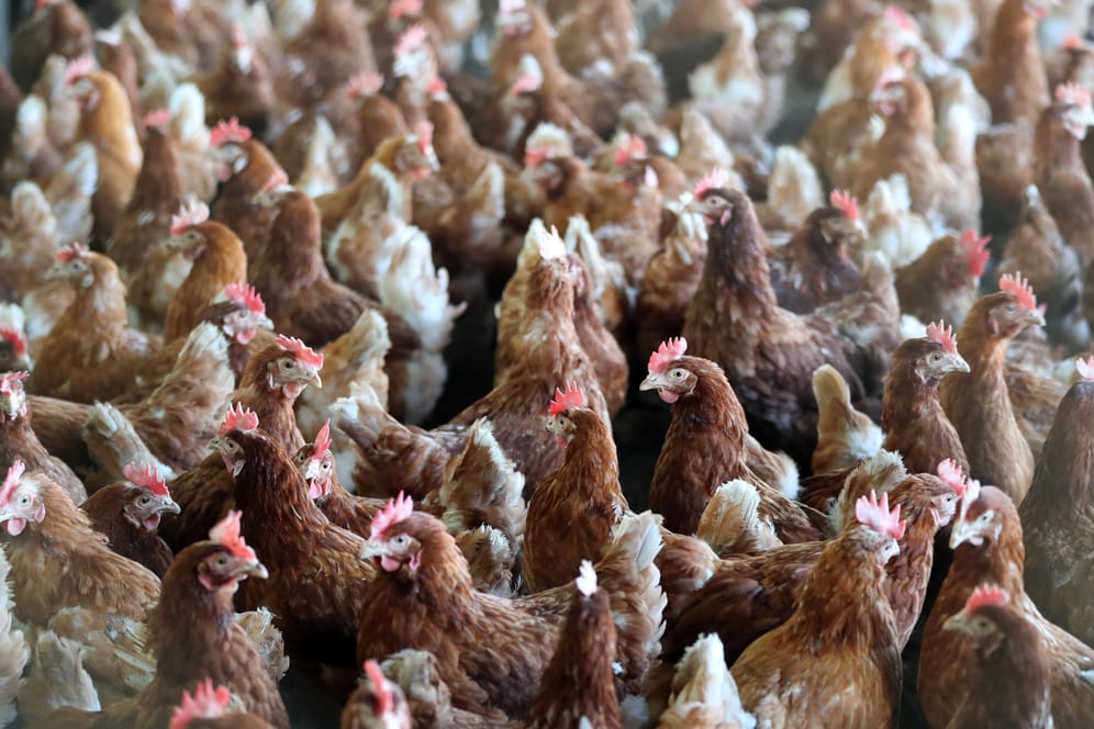 Hühner in der Massentierhaltung: Die Landwirtschaft sei laut Studie für rund 45 Prozent der Feinstaub-Belastung verantwortlich.
