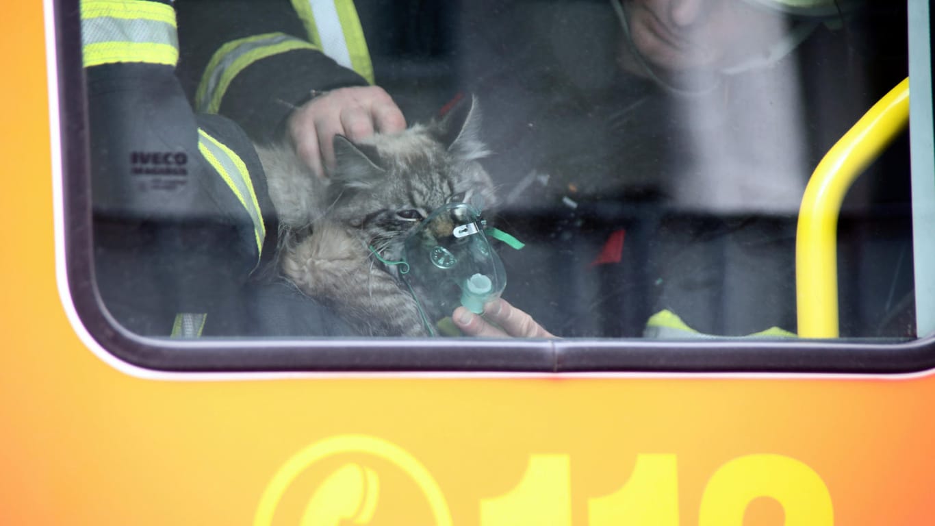 Mit einer Sauerstoffmaske beatmen Feuerwehrmänner die gerettete Katze: Ein Nachbar hatte den Brand in der Wohnung bemerkt.