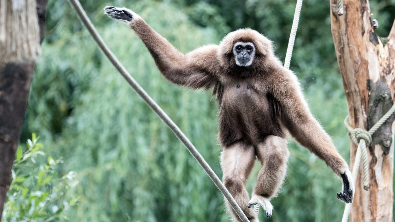 Ein Weisshand-Gibbon: Die Affenart Gibbon wurde als "Zootier des Jahres 2019" vorgestellt.