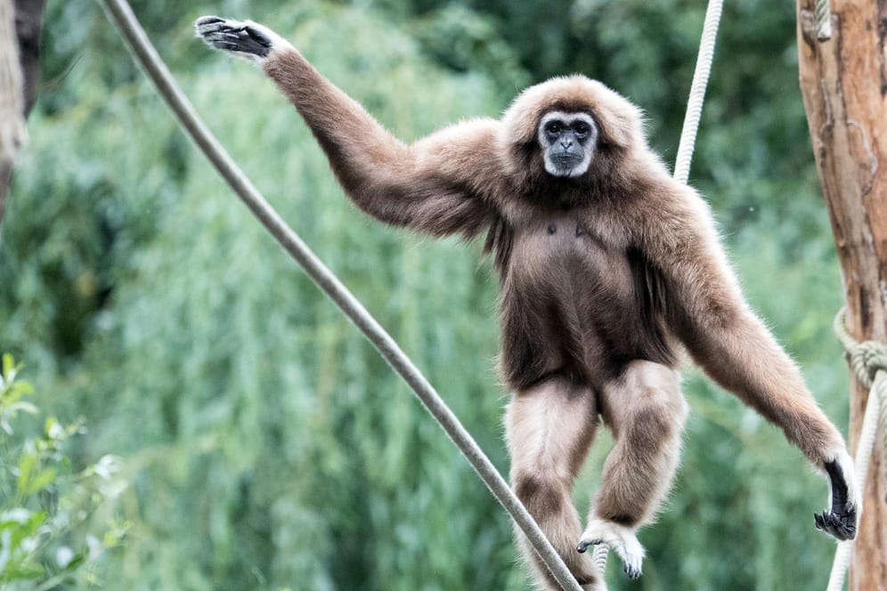 Ein Weisshand-Gibbon: Die Affenart Gibbon wurde als "Zootier des Jahres 2019" vorgestellt.