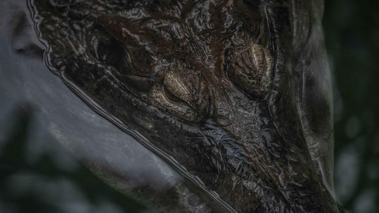 Ein Krokodil (Symbolbild): In Indonesien hat ein solches Tier eine Frau zerfleischt.