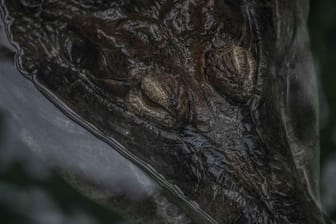 Ein Krokodil (Symbolbild): In Indonesien hat ein solches Tier eine Frau zerfleischt.