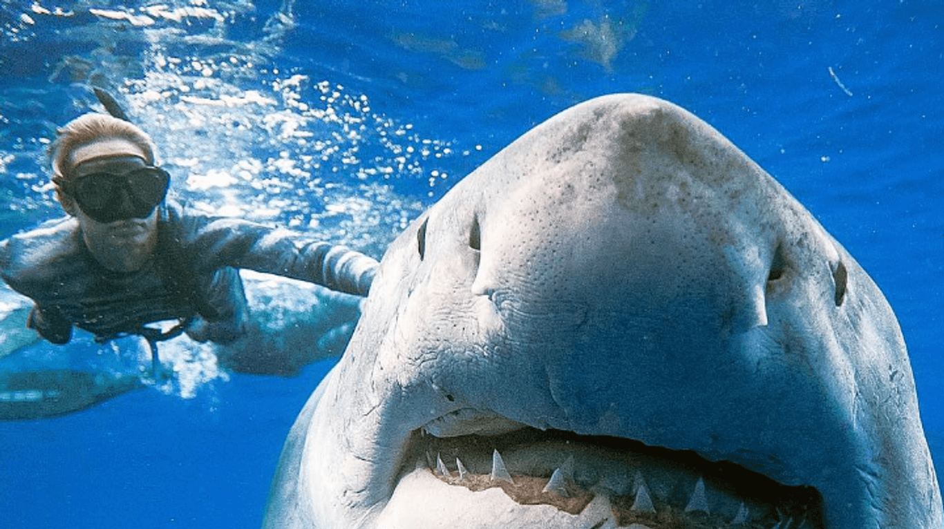 Ein Taucher mit einem weißen Hai: Vor der Küste Hawaiis haben Taucher einen riesige Hai fotografiert.