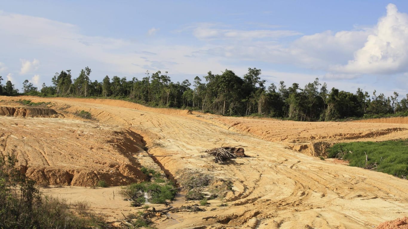 Abholzung in Borneo: Weltweit wird immer mehr Regenwald gerodet.