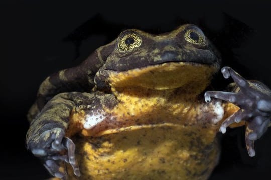 Sehuencas-Wasserfrosch Romeo in seinem Aquarium.