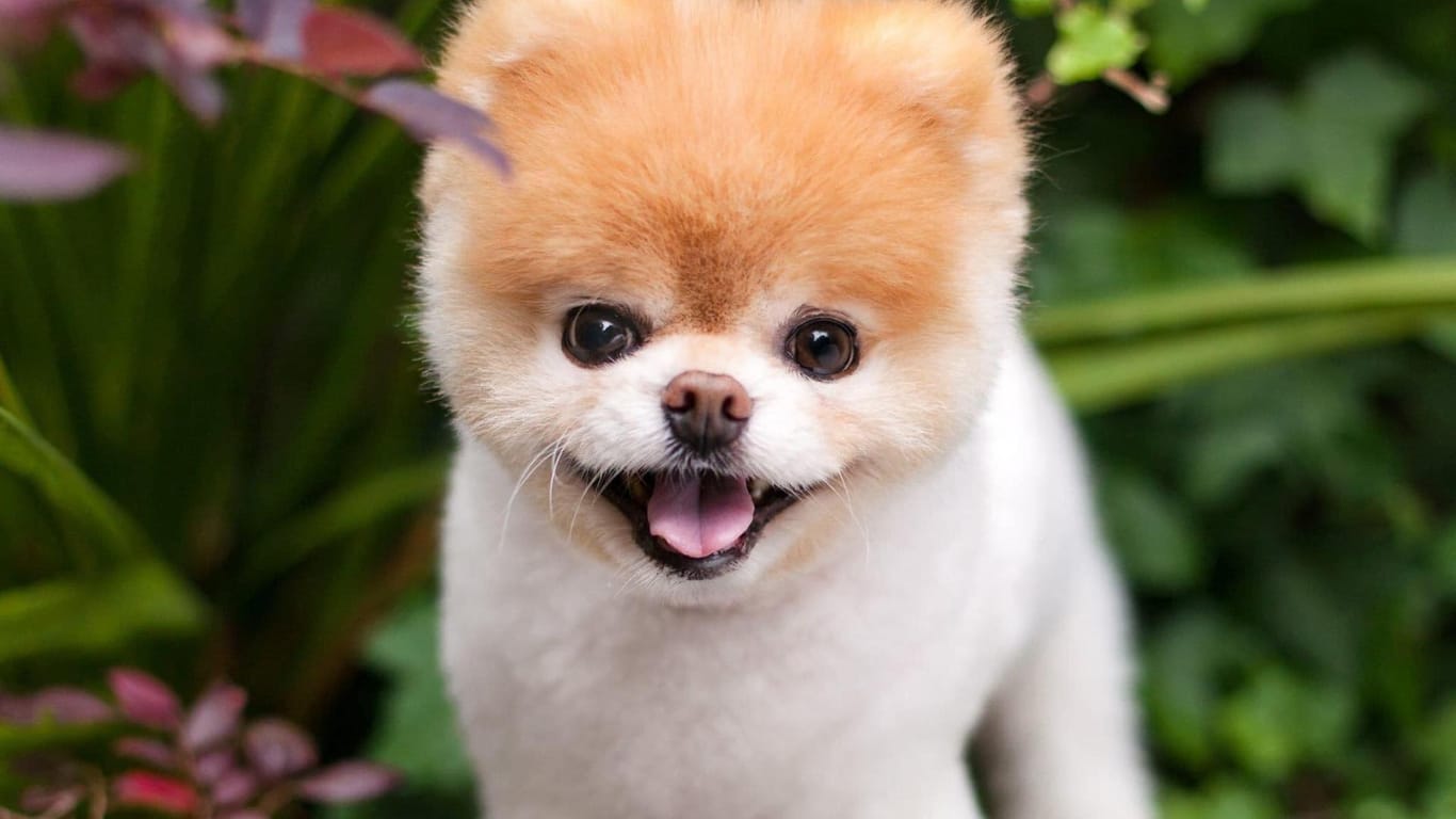 Der vielleicht süßeste Hund der Welt: Nach seinem Ableben lässt der bekannte Vierbeiner Millionen von Fans traurig zurück.