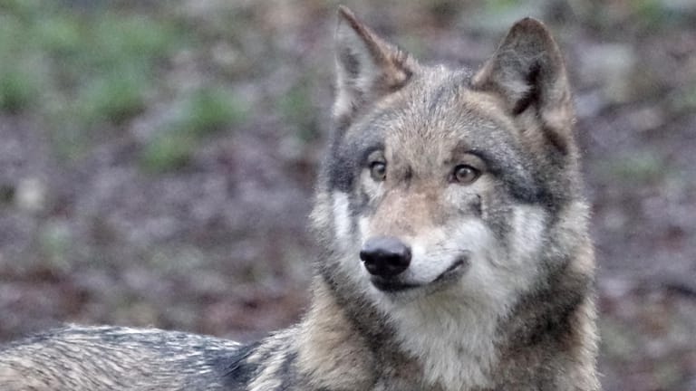 Ein Wolf: Experten an der Tierärztlichen Hochschule Hannover untersuchen nun den toten Wolfsrüden. (Symbolbild)