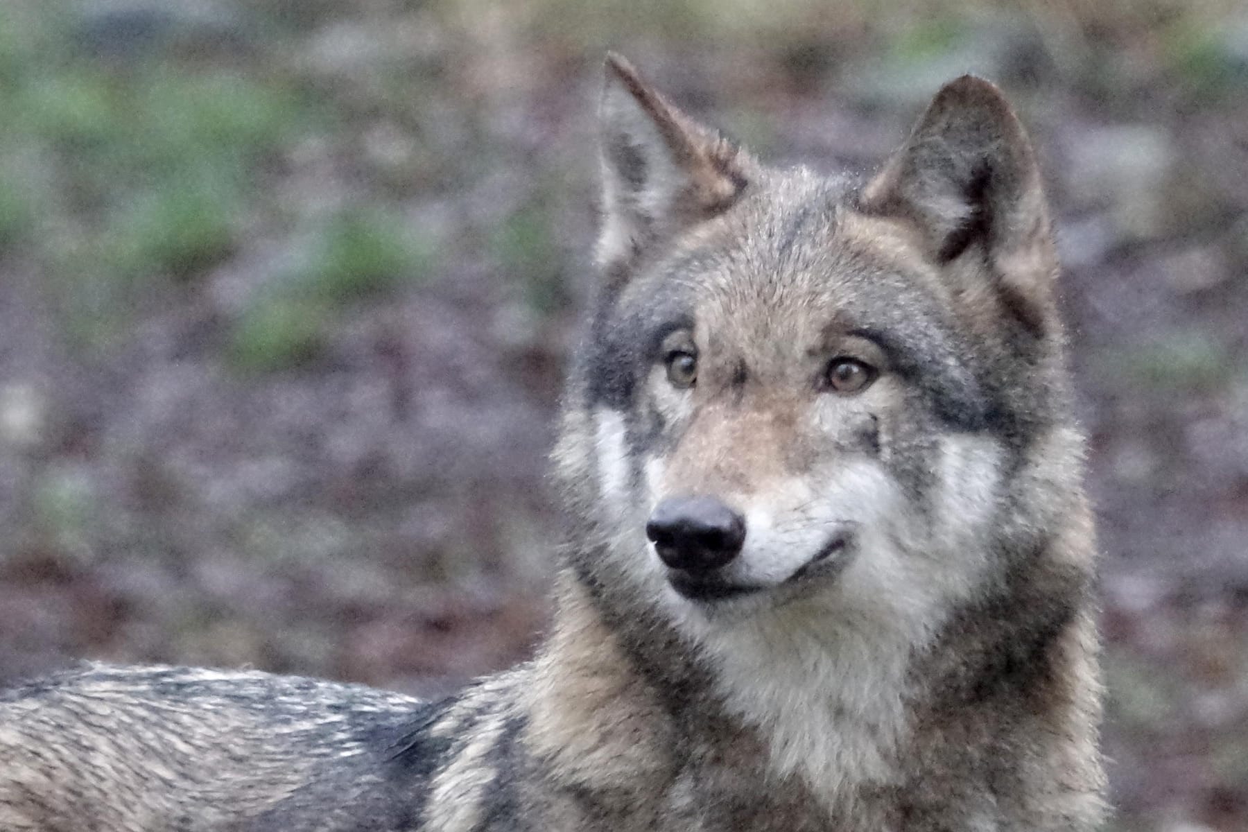 Ein Wolf: Experten an der Tierärztlichen Hochschule Hannover untersuchen nun den toten Wolfsrüden. (Symbolbild)