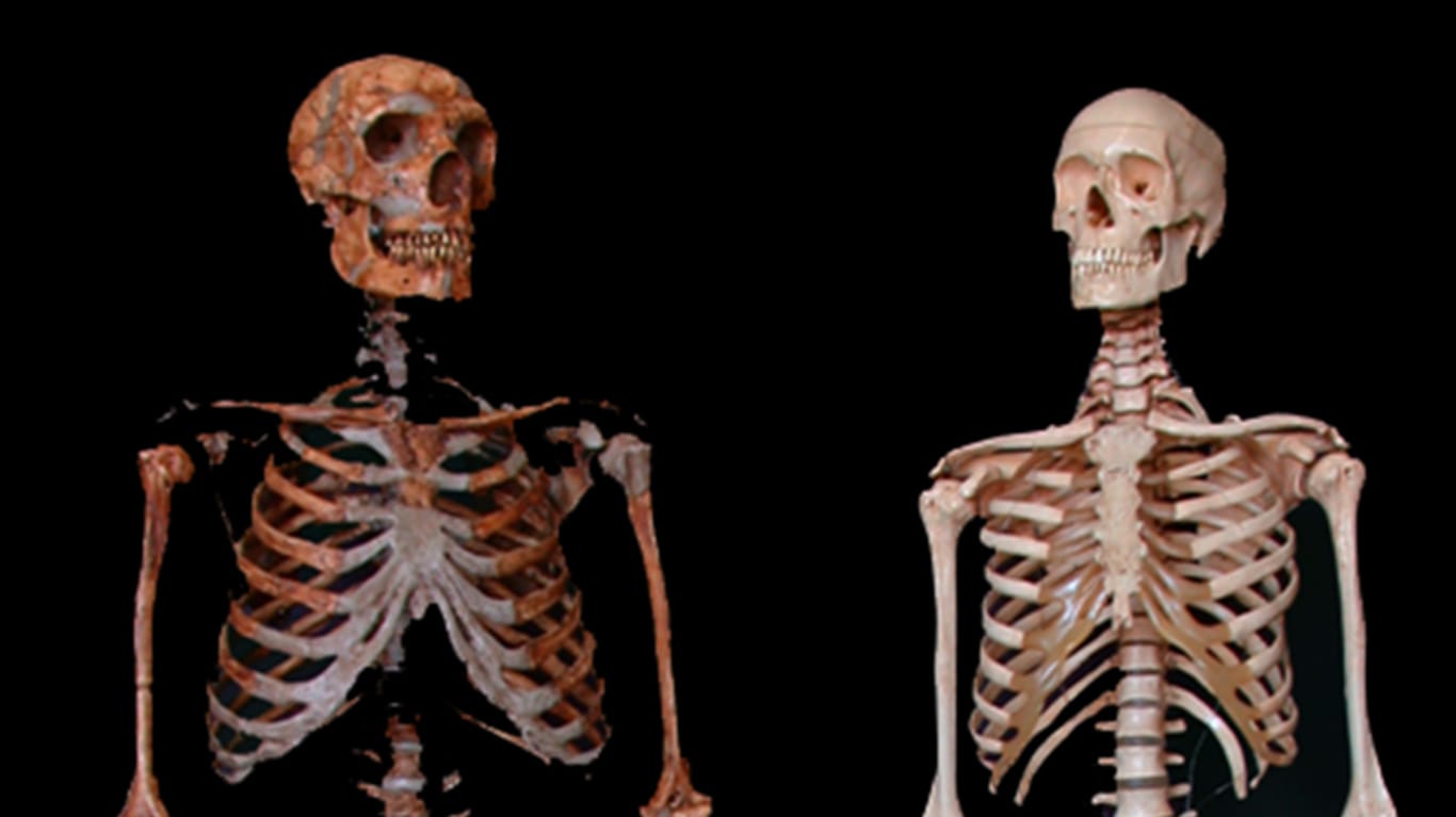 Skelette eines Neandertalers (links) und eines modernen Menschen: Die neue Studie wiederlegt bisherige Annahmen über Homo neanderthalensis und Homo sapiens.