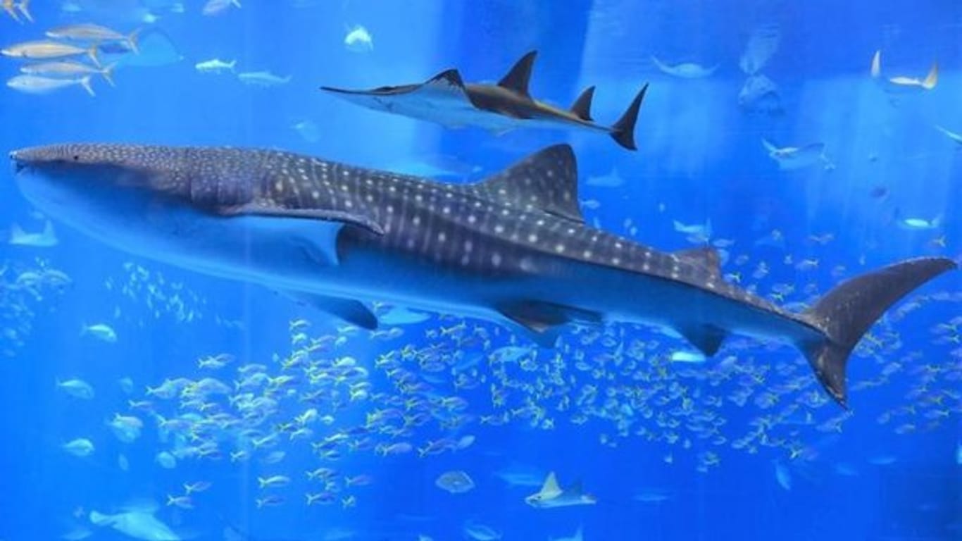 Ein Walhai schwimmt im Okinawa-Churaumi-Aquarium.