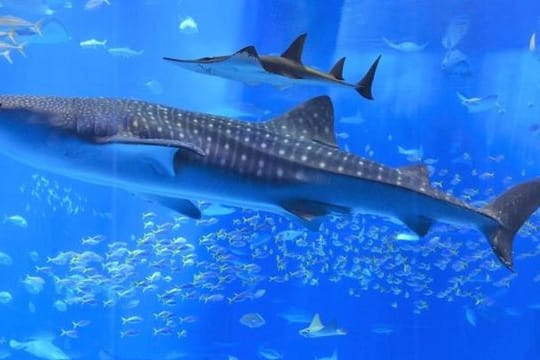 Ein Walhai schwimmt im Okinawa-Churaumi-Aquarium.