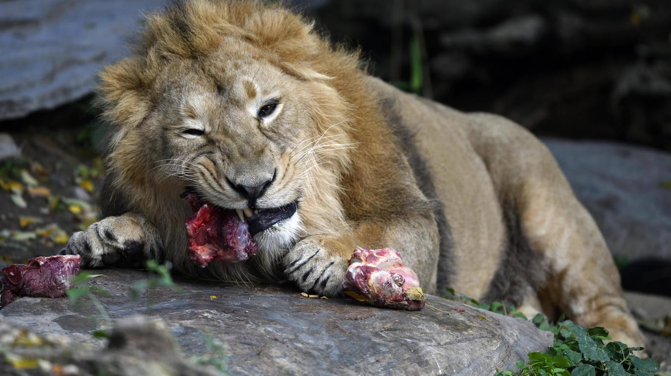 Ein Asiatischer Löwe bei der Fütterung: Im indischen Punjab ist ein Mann bei einem Angriff der seltenen Tiere ums Leben gekommen. (Symbolbild)