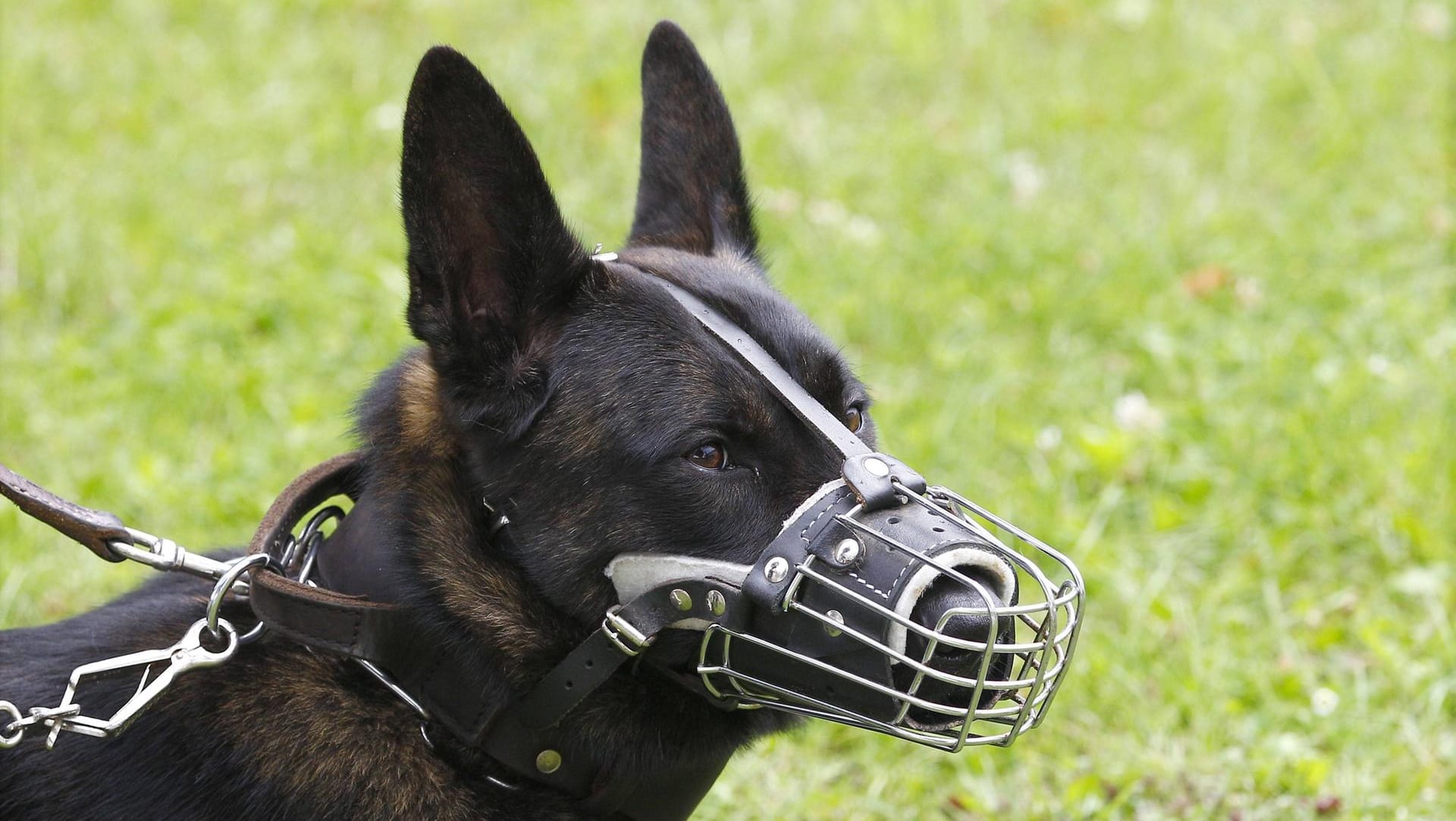 Hund mit Maulkorb: Eine Siebenjährige wurde von einem Hund ins Gesicht gebissen. (Symbolbild) Hund mit Maulkorb: Eine Siebenjährige wurde von einem Hund ins Gesicht gebissen. (Symbolbild)